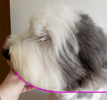 Carefully trimming the ear hair to match the beard length.