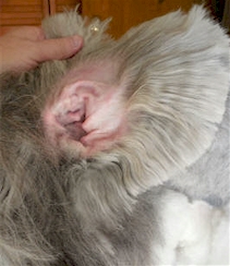 The underside of the ear.